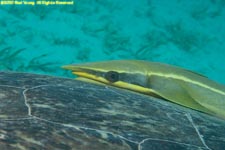 remora on green sea turtle