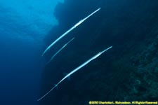 cornetfish