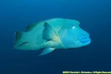 Napoleon wrasse