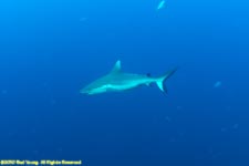 grey reef shark