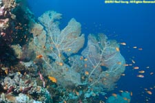 sea fan