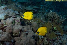 masked butterflyfish