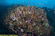 coral head
