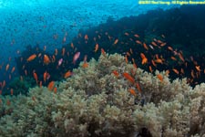 soft coral and anthias