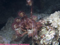 crinoid: Klunzinger's featherstar