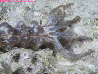 sea cucumber