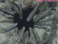 slate pencil urchin