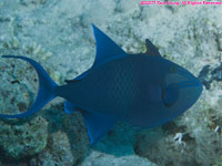 redtooth triggerfish