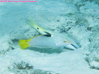 unknown wrasse??