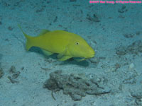 yellow goatfish