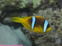 Red Sea clownfish