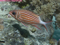 crown squirrelfish