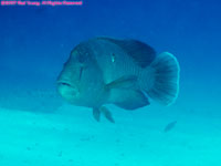 Napolean wrasse