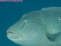 Napolean wrasse closeup