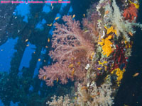 soft coral on wreck