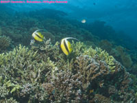 Red Sea bannerfish