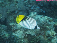 threadfin butterflyfish