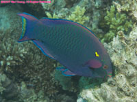 parrot fish