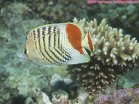 crown butterflyfish