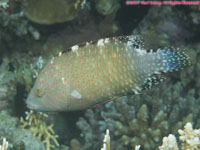 Abudjubbe wrasse