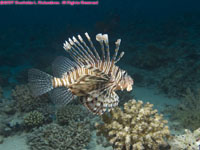 common lionfish