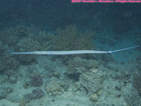 cornetfish