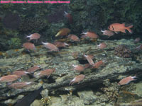 crown squirrelfish