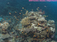 coral head and anthias