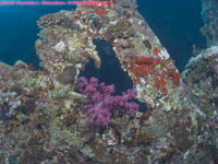 soft coral on wreck