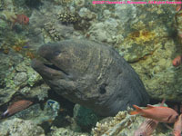 giant moray eel