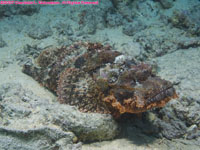 smallscale scorpionfish