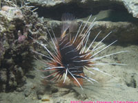 clearfin lionfish