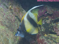 Red Sea bannerfish