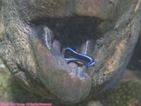 cleaner wrasse on giant moray eel