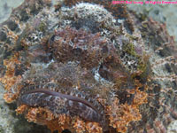 smallscale scorpionfish