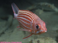 crown squirrelfish