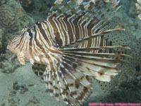 common lionfish