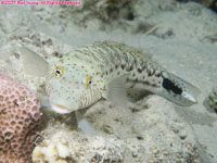 speckled sandperch