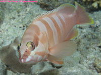 blacktip grouper