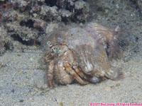 anemone hermit crab