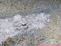 Indian Ocean crocodile fish