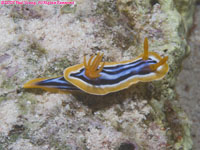 pyjama chromodorid nudibranch