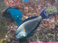 Sohal surgeonfish on wreck