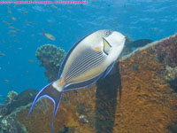 Sohal surgeonfish on wreck