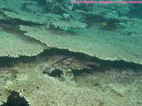 table corals