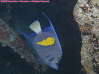 yellowbar angelfish