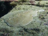 leopard torpedo ray