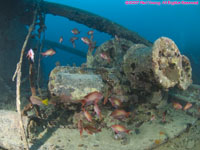 anthias on deck