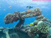 Sohal surgeonfish over wreck