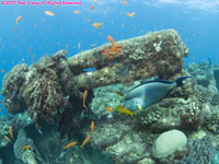 Sohal surgeonfish and wreck